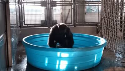 Amazing! Dancing gorilla of Dallas Zoo is breaking the internet - Watch viral video