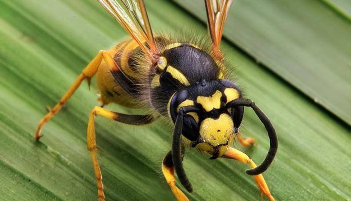 New, extinct wasp species named after David Bowie's alter ego