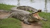 This IIT graduate loses arm in crocodile attack