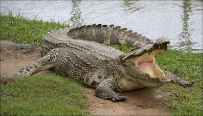 This IIT graduate loses arm in crocodile attack