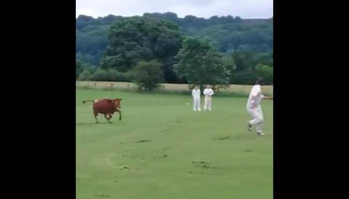 WATCH: Cow invades cricket field in England, forcing players to stop the match