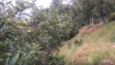 How climate change shifts apple cultivation in Himachal Pradesh