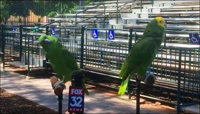 Scientists discover rare blue-coloured parrot species in Mexico 