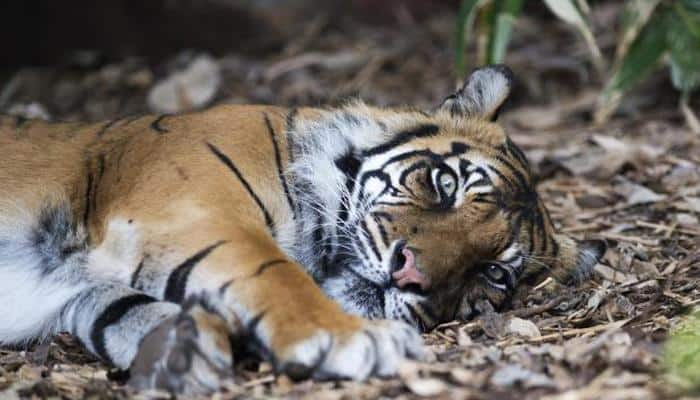 Kemiri - Australia&#039;s oldest Sumatran tiger dies at Adelaide Zoo