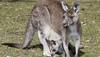 Florida zoo staff hand-raises abandoned baby kangaroo