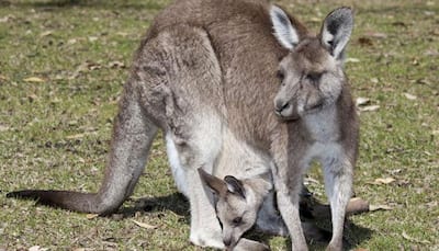 Florida zoo staff hand-raises abandoned baby kangaroo