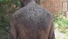 58-year-old lives in isolation, branded as 'bark man' in China — Here's why