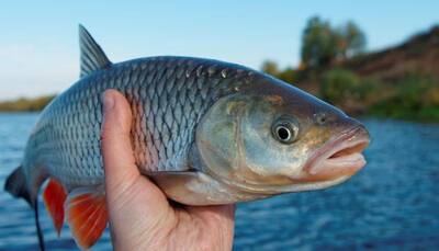 Fish are transitioning into transgenders because of contraceptive pill chemicals!
