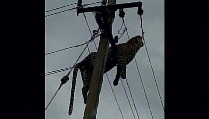 SHOCKING! Leopard climbs electric pole, chars to death in Telangana