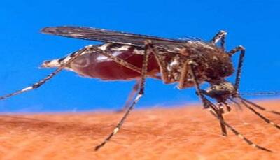 Sri Lanka's worst-ever dengue outbreak kills 225