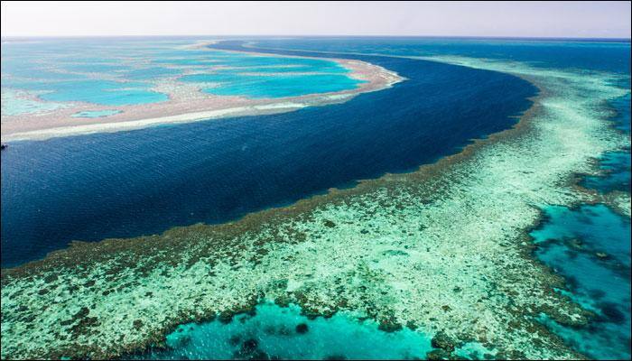 'Perfect storm' led to mass bleaching in Great Barrier Reef