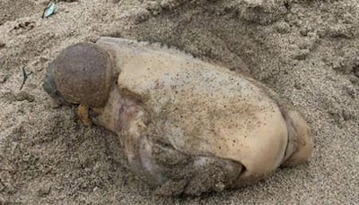 Mysterious sea creature with no eyes, mouth washes ashore on US beach