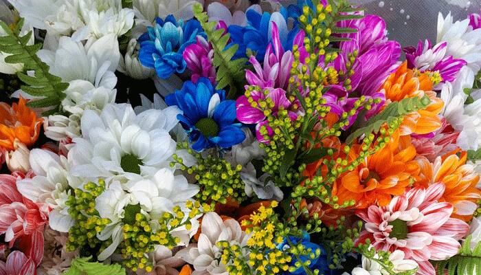 Special gesture! New fast-growing Israeli Crysanthumun flower will now be called 'MODI' 