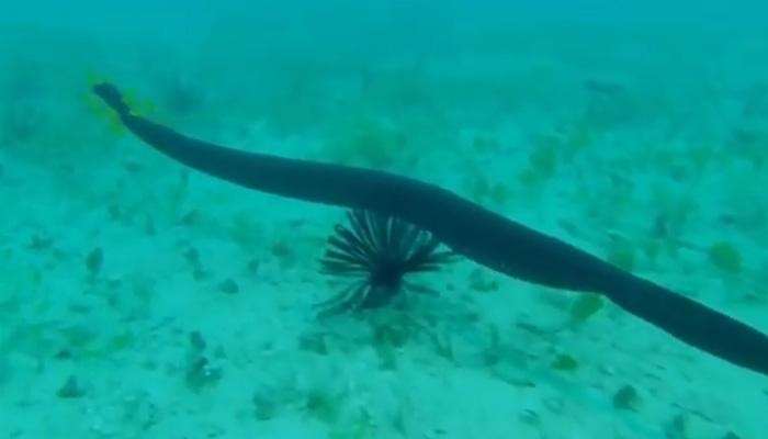 strange deep sea creatures video