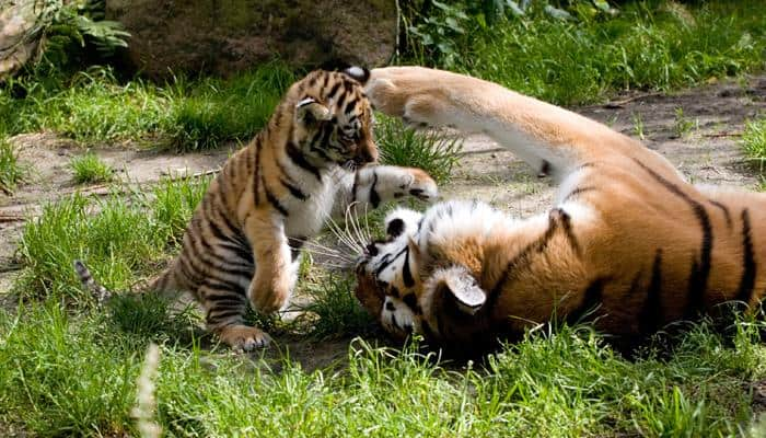 Siberian tiger mother gives birth to septuplets