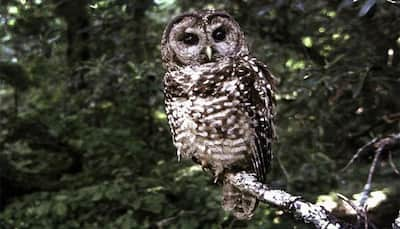 Owls’ wings could hold key in making aircraft and wind turbines quieter