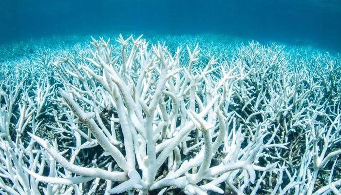 Great Barrier Reef left off UNESCO's 'in danger list' 