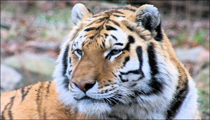  This sleep-deprived tiger's reaction to being woken up at Dublin zoo is breaking the internet – Watch
