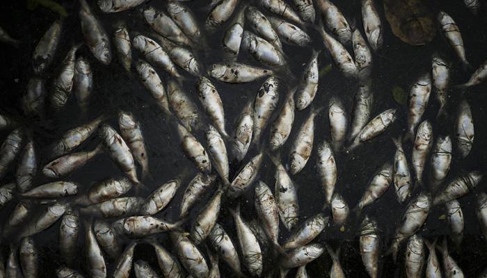Hundreds of fish found dead in Ganga near UP temple town