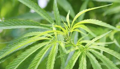 Consumption of marijuana may up risk of psychosis in teenagers