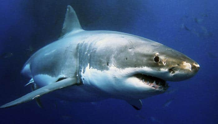 Sharks could hold genetic secret to long life