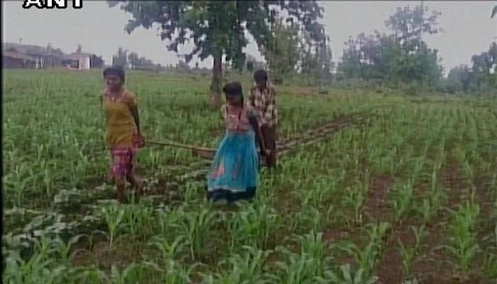 Madhya Pradesh: Financial crisis forces farmer to use daughters to pull plough
