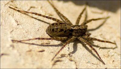 Newly discovered spider species has found a namesake in a Harry Potter character! - Read