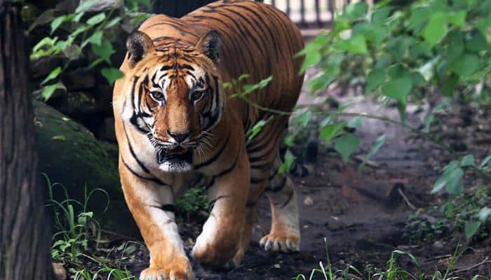 Great Blog What Animals Live In The Famous Sundarbans Mangrove Forests?  2022 | Royal Sundarban Tourism 2022