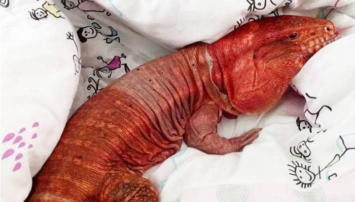 &#039;MacGyver&#039; red tegu lizard from California is a hit on internet! Watch why