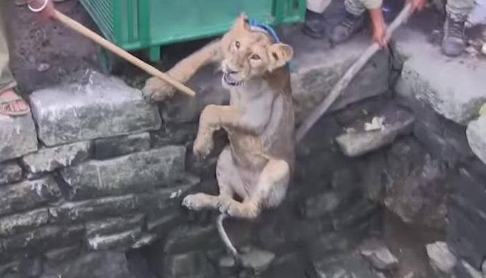 Two-year-old lion cub rescued from 80-feet well in Gujarat – Watch the video!