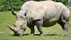 Sole African white rhino of Assam zoo