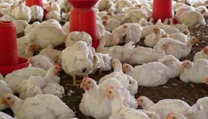 High levels of antibiotic-resistant pathogens found in Indian poultry farms