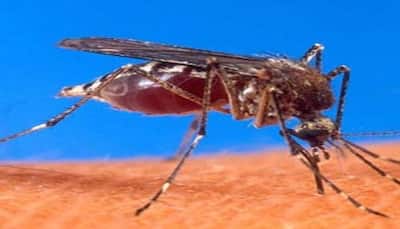 Australia to help Sri Lanka fight worst-ever dengue outbreak