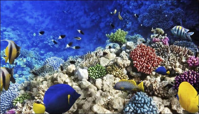 &#039;Superalgae&#039; to protect world&#039;s corals from bleaching