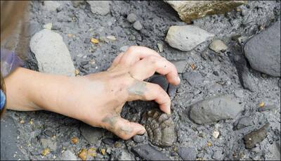 Ten-year-old stumbles on rare 1.2 million year-old fossil