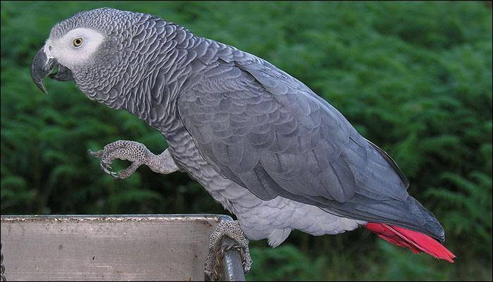 Pet parrot gets owner convicted of first-degree murder after mimicing victim&#039;s last words!