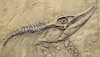 Largest of its kind 'giant dinosaur fossil wall' unearthed in China's Chongqing city