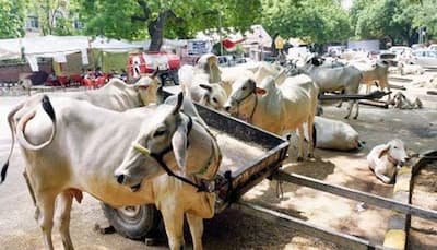 Haryana to tag stray cattle, impose fines