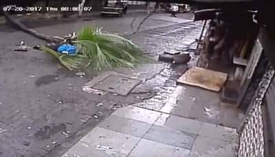 Caught on camera: Morning walk turns fatal after tree falls on former Doordarshan anchor - WATCH