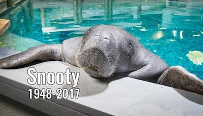 Snooty, world's oldest captive manatee, is no more - South Florida Museum mourns his death