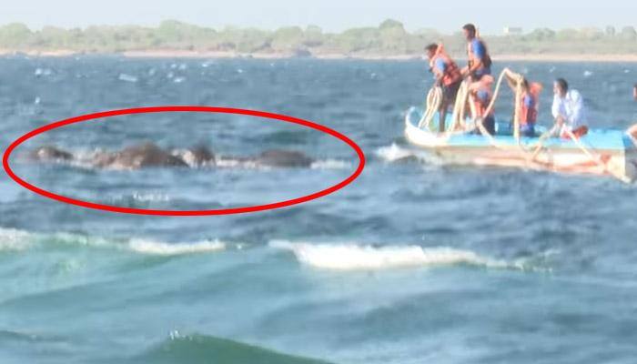 Sri Lankan Navy rescues pair of young elephants from deep waters