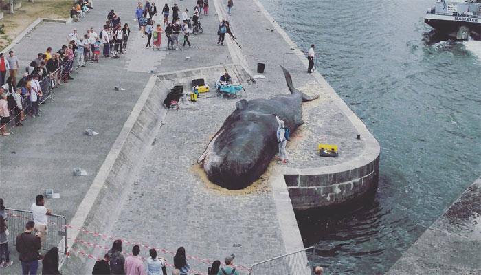 Sight of massive &#039;whale&#039; on Paris river bank baffles tourists