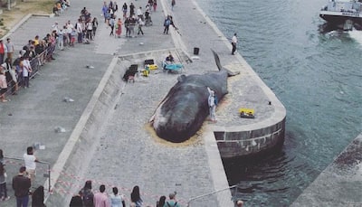 Sight of massive 'whale' on Paris river bank baffles tourists