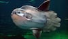 Incredible! New elusive sunfish species called 'Hoodwinker' first to be discovered in 130 years