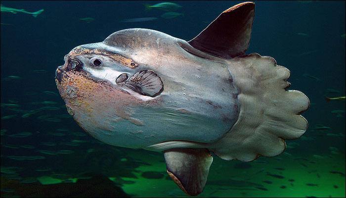 Incredible! New elusive sunfish species called 'Hoodwinker' first to be discovered in 130 years