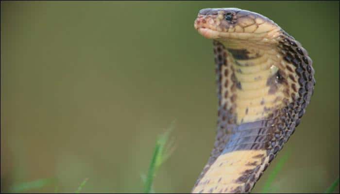 Daring girl captures venemous king cobra on her own with smooth precision! - Watch video
