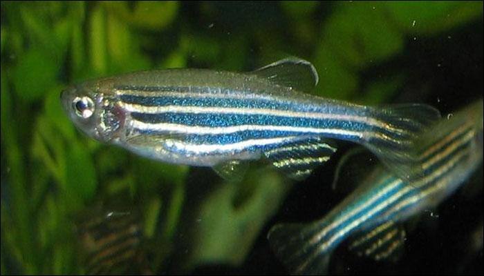 &#039;Zebrafish may hold clues to healing spinal injuries&#039;