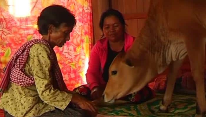 Cambodian woman marries five-month-old calf, believes it&#039;s her reincarnated husband - WATCH