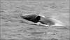 Humpback whales learn songs just like humans do: Study