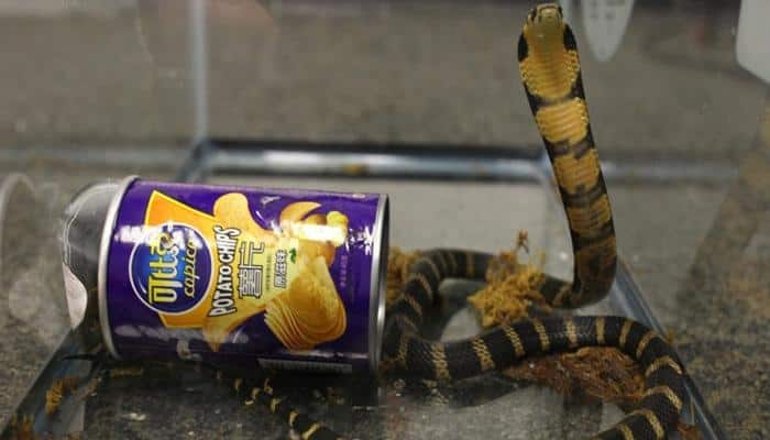 Venomous king cobras found hidden in potato chip cans; Los Angeles man held on charges of snake-smuggling